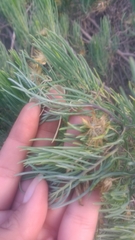 Dyscritothamnus filifolius