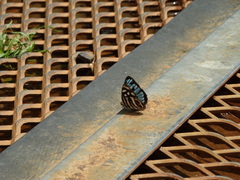 Dynamine postverta postverta