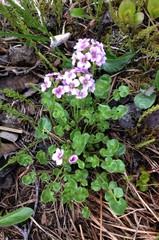 Cardamine purpurea