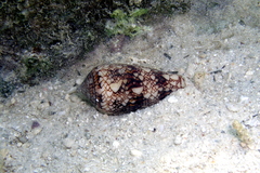 Conus canonicus image