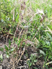 Bromus tectorum