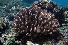 Pocillopora grandis