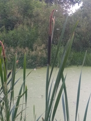 Typha latifolia