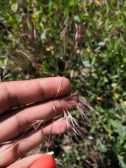 Bromus tectorum