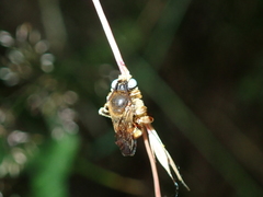 Epeoloides coecutiens