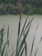 Typha latifolia