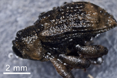 Cryptorhynchus lapathi