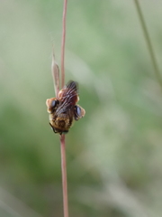Epeoloides coecutiens