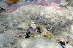 Ecsenius yaeyamaensis