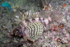 Dendrochirus brachypterus