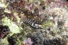 Ecsenius yaeyamaensis