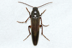 Enchodes sericea