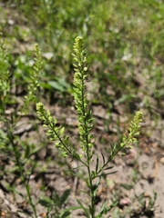 Lepidium densiflorum