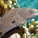Whitemouth Moray - Photo (c) Sascha Schulz, some rights reserved (CC BY-NC), uploaded by Sascha Schulz