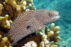 Whitemouth Moray - Photo (c) Sascha Schulz, some rights reserved (CC BY-NC), uploaded by Sascha Schulz