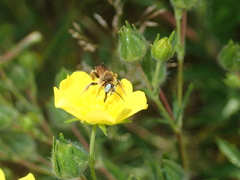 Epeoloides coecutiens