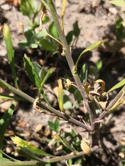 Lepidium densiflorum