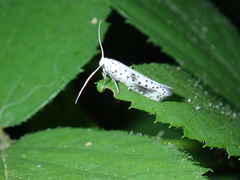 Yponomeuta irrorellus