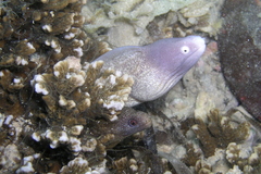 Gymnothorax thyrsoideus
