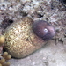 White-eyed Moray - Photo (c) Sascha Schulz, some rights reserved (CC BY-NC), uploaded by Sascha Schulz