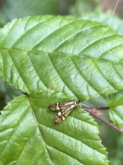 Nemophora degeerella