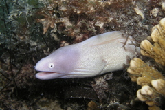 Gymnothorax thyrsoideus