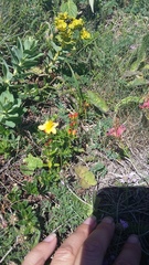 Hypericum linarioides