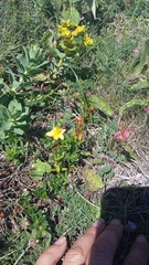 Hypericum linarioides