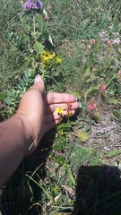 Hypericum linarioides