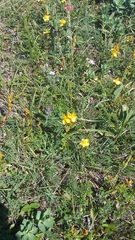 Hypericum linarioides