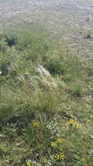 Stipa lithophila