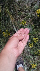 Stipa lithophila