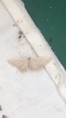 Idaea mediaria