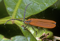 Trichalus ampliatus