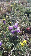 Campanula sibirica taurica