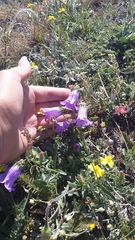 Campanula sibirica taurica