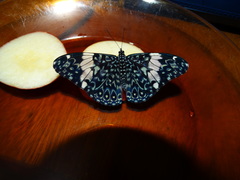 Hamadryas amphinome amphinome