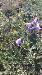 Campanula sibirica taurica