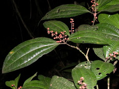 Miconia gracilis