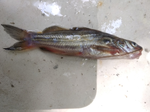 Genus Batasio · iNaturalist United Kingdom