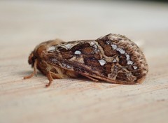 Korscheltellus fusconebulosa