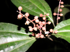 Miconia gracilis