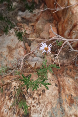 Olearia stuartii