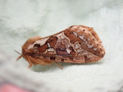 Korscheltellus fusconebulosa