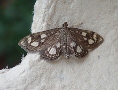 Anania coronata
