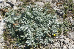 Hedysarum candidum