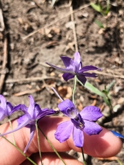 Delphinium consolida
