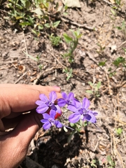 Delphinium consolida