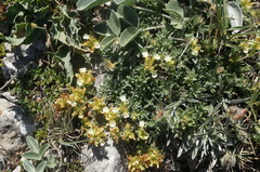 Teucrium montanum jailae