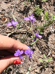 Delphinium consolida